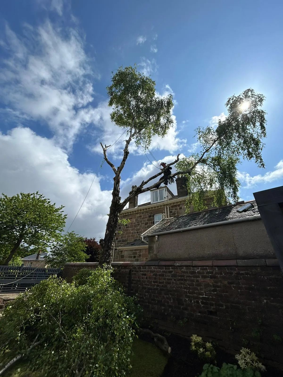 Tree surgery service in Glasgow garden
